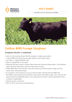 Calibre BMR Forage Sorghum