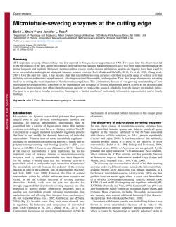 Microtubule-severing enzymes at the cutting edge