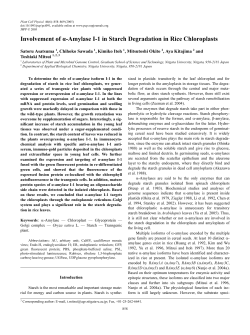 Involvement of &alpha;-Amylase I-1 in Starch