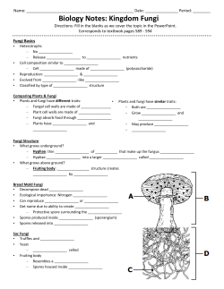 Biology Notes: Kingdom Fungi
