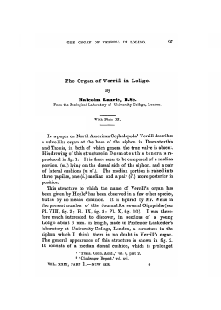 The Organ of Verrill in Loligo.