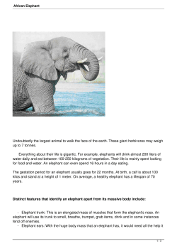 African Elephant