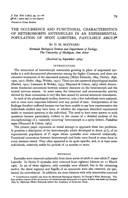 the occurrence and functional characteristics of heteromorph