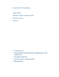 Limno 08-15 Macrophytes