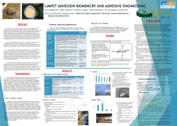 LIMPET ADHESION BIOMIMICRY AND ADHESIVE