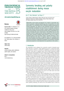 Symmetry breaking and polarity establishment during mouse oocyte