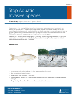 Silver Carp Fact Sheet.cdr