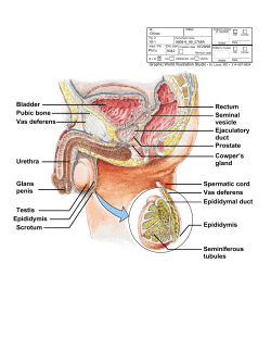 Bladder Rectum Spermatic cord Vas deferens Seminiferous tubules