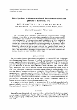 DNA Synthesis in Gamma-irradiated Recombination
