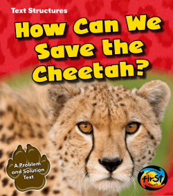 How Can We Save the Cheetah?