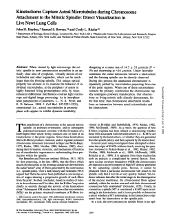 Kinetochores Capture Astral Microtubules during Chromosome