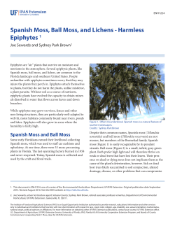 Spanish Moss, Ball Moss, and Lichens - EDIS