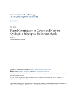 Fungal Contribution to Carbon and Nutrient Cycling in a Subtropical