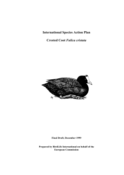 Bird action plan - European Commission