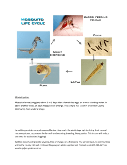 Movie Caption: Mosquito larvae (wrigglers) about 1 to 3 days after a