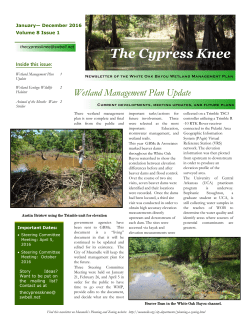 Cypress Knee - White Oak Bayou