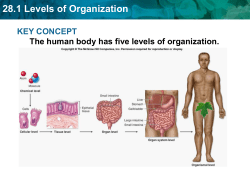 28.1 Levels of Organization