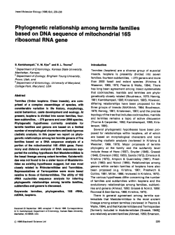 Phylogenetic relationship among termite families based on DNA