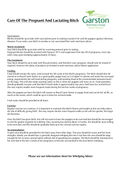 Care of the pregnant bitch