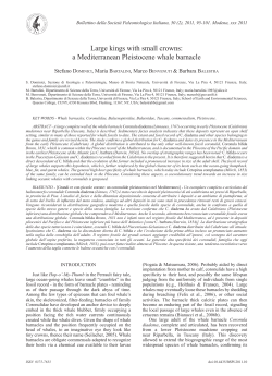 Large kings with small crowns: a Mediterranean Pleistocene whale