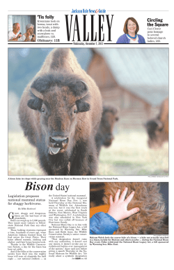 Bison Day