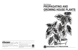 propagating and growing house plants
