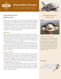 Diamondback Terrapin - North Carolina Wildlife Resources