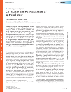 Cell division and the maintenance of epithelial order
