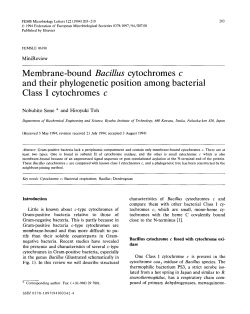 Membrane-bound Bacillus cytochromes c and their phylogenetic