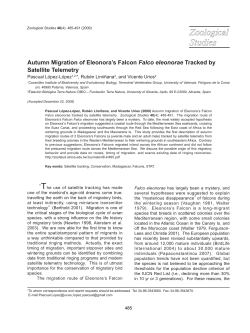 Autumn Migration of Eleonora`s Falcon Falco eleonorae Tracked by
