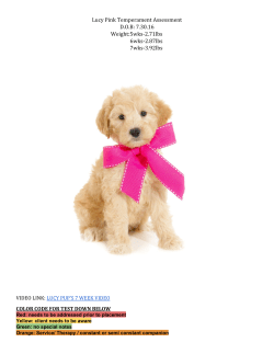 Pink`s Notes - Teddybear Schnoodles