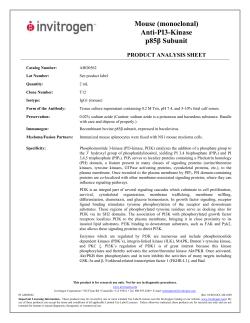 Mouse (monoclonal) Anti-PI3-Kinase p85β Subunit