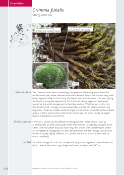 Grimmia funalis