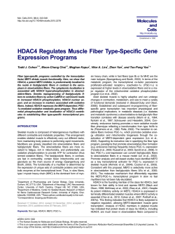 HDAC4 Regulates Muscle Fiber Type