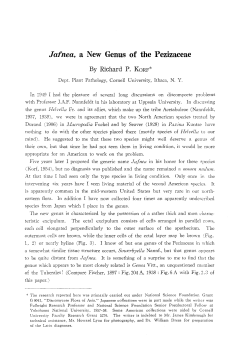 Jafnea, a new genus of te Pezizaceae