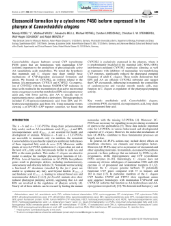 Eicosanoid formation by a cytochrome P450 isoform expressed in