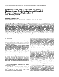 The Role of Antenna Chlorophyll Conserved