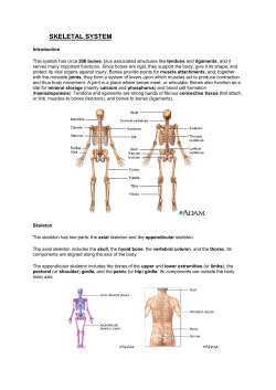 skeletal system