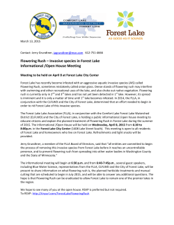 Flowering Rush - Comfort Lake Forest Lake Watershed District