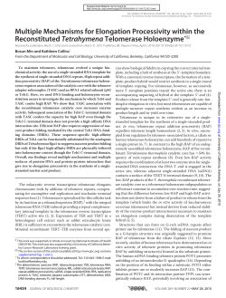 Multiple Mechanisms for Elongation Processivity