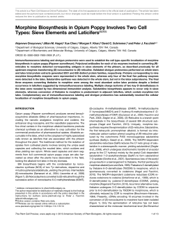 Morphine Biosynthesis in Opium Poppy Involves