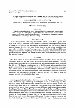 Morphological Phases in the Swarm of Bacillus