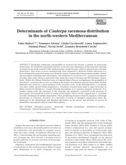 Determinants of Caulerpa racemosa distribution in the north