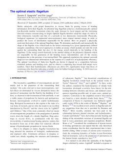 The optimal elastic flagellum