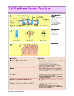 Cell Membrane (Human): Functions