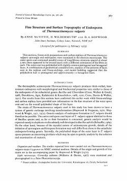 Fine Structure and Surface Topography of Endospores