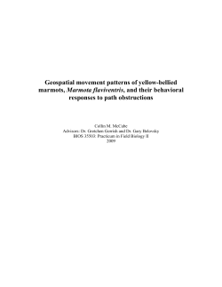 Geospatial movement patterns of yellow