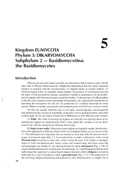 the Basidiomycetes