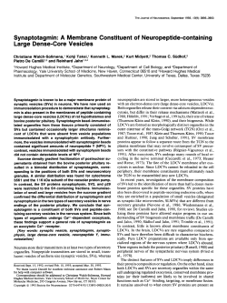 Synaptotagmin - Journal of Neuroscience
