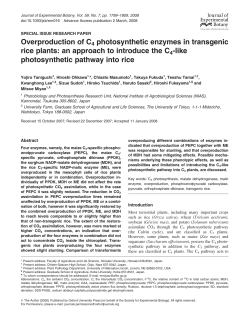 Overproduction of C4 photosynthetic enzymes in